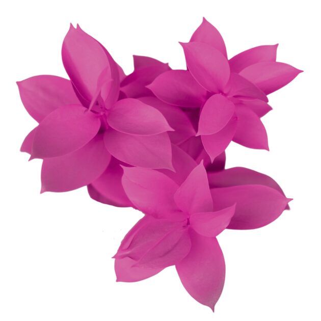 Fc 998 Hot pink intenso - Imagen 2
