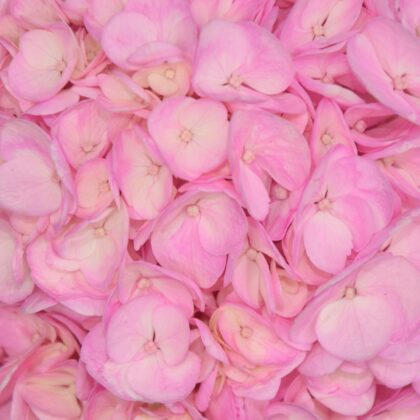 FCI 1202 Light pink inm