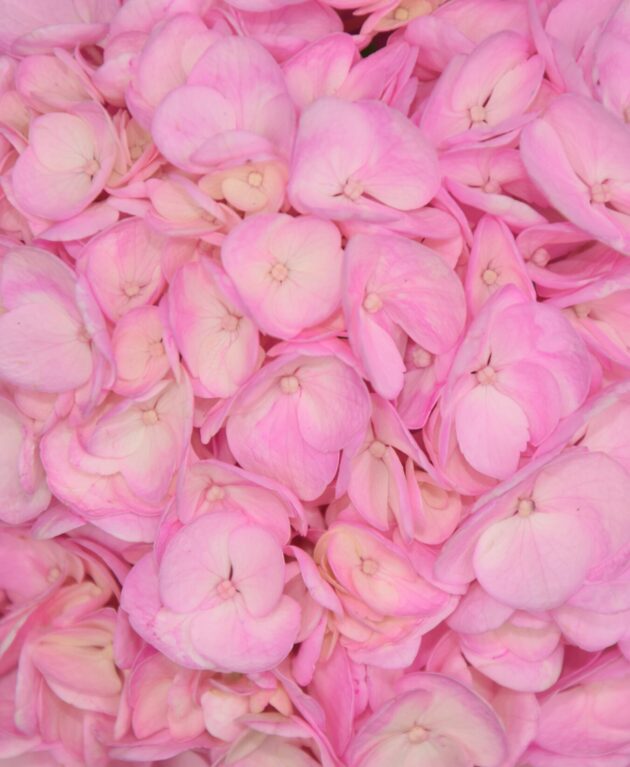 FCI 1202 Light pink inm