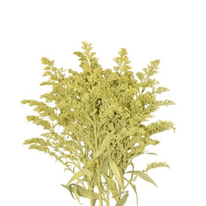 Fc 730 Light yellow easter