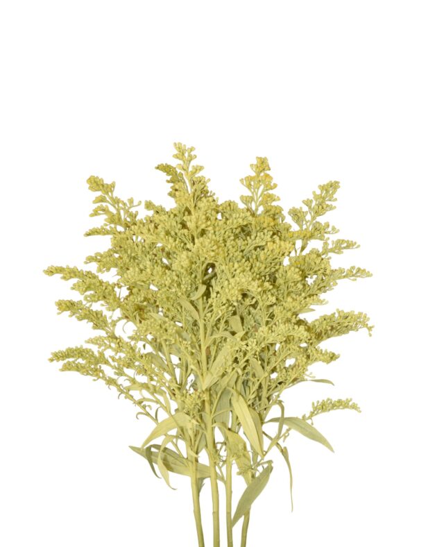 Fc 730 Light yellow easter