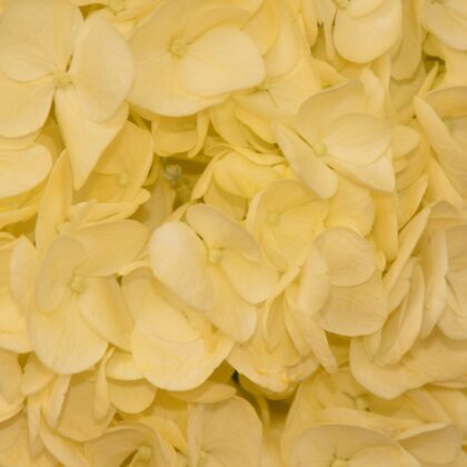 FCI 1200 Light yellow inm