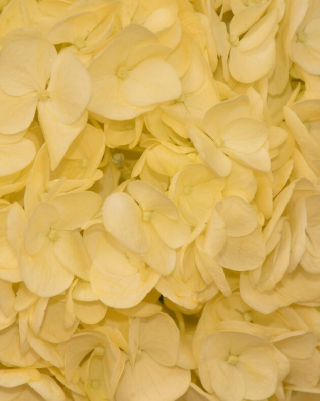 FCI 1200 Light yellow inm
