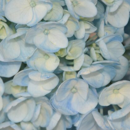 FCI 1205 Light blue inm
