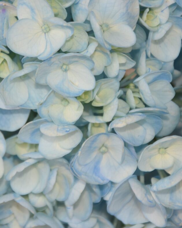 FCI 1205 Light blue inm