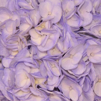 FCI 1204 Light lavander inm