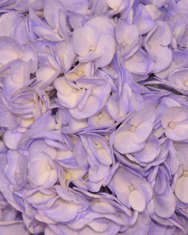 FCI 1204 Light lavander inm