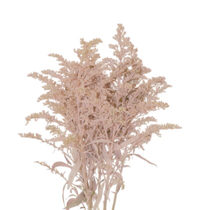 Fc 733 Light rose easter