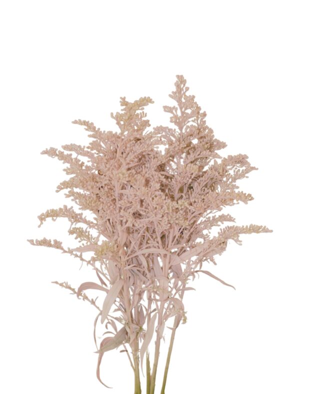 Fc 733 Light rose easter