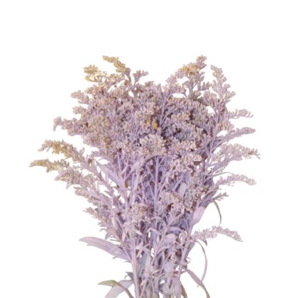 Fc Light lavanda easter