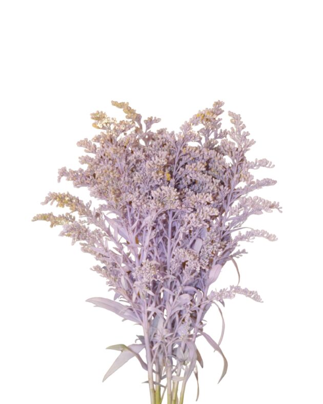 Fc Light lavanda easter