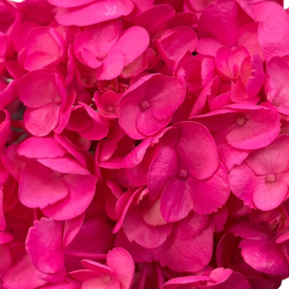 Fc 998 Hot pink intenso