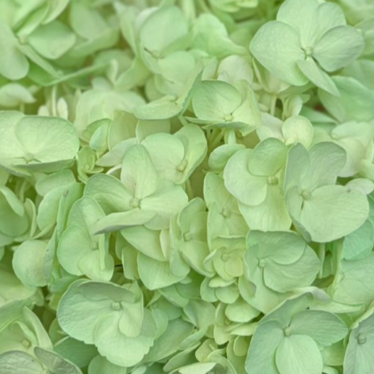 Fc 732 Light green easter