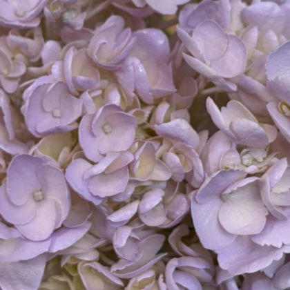 Fc 734 Light lavanda easter