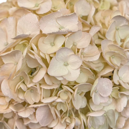 Fc 733 Light rose easter