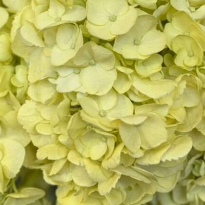 Fc 730 Light yellow easter