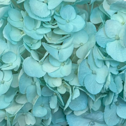 FC 731 LIGHT BLUE EASTER