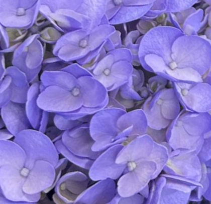 FC 146 LAVANDA NATURAL