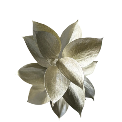 FC 337 CHAMPAGNE METALICO