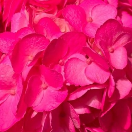 FC 412 HOT PINK FLUORENCENTE