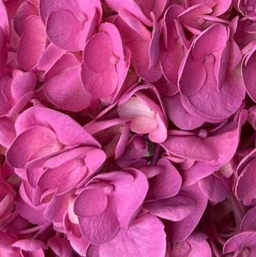 FC 129 DUSTY LIGHT ROSE