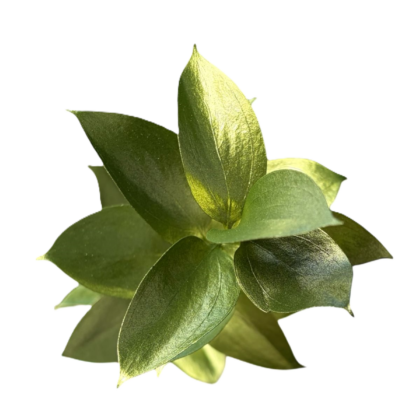 FC 318 LIGHT GREEN METALICO