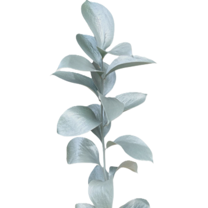 FC 500 NACARADO BASE BLANCO PERLADO