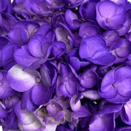 FC 763 LAVANDA LT