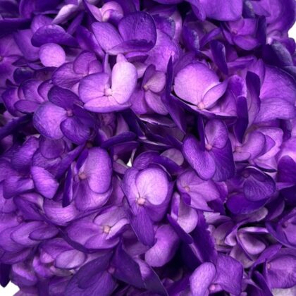 FC 296 PURPURA MORA