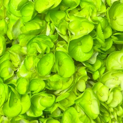 FC 160 LIME GREEN