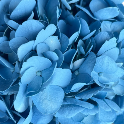 FC 163 SKY BLUE  MATE
