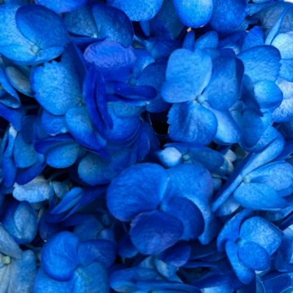 FC 285 SHOCKING BLUE