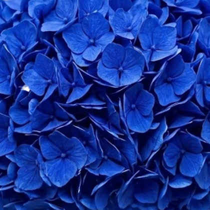 FC 206 NATURAL HYDRANGEA BLUE