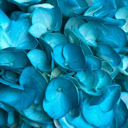 FC 293 TEAL BLUE