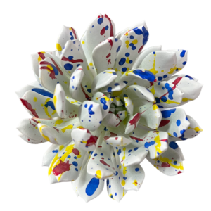 SUCULENTA BLANCA