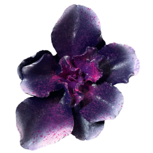 SUCULENTA MORADA