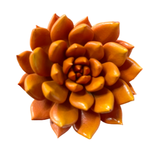 SUCULENTA NARANJA