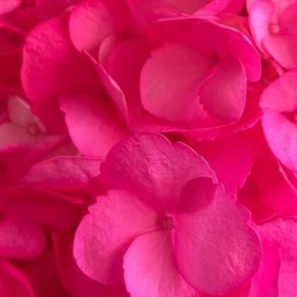 FC 907 FUCSIA BRILLANTE