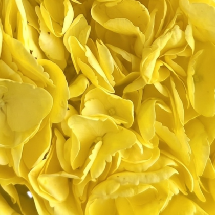 FCI 1306 NATURAL YELLOW