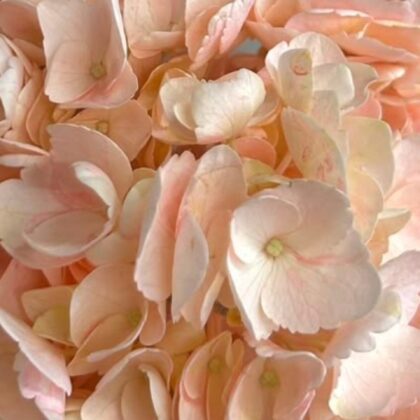 FCI 1302 NATURAL PINK
