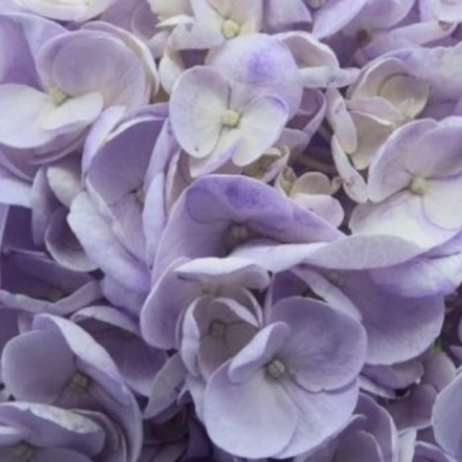 FCI 1304 NATURAL LIGHT LAVANDER