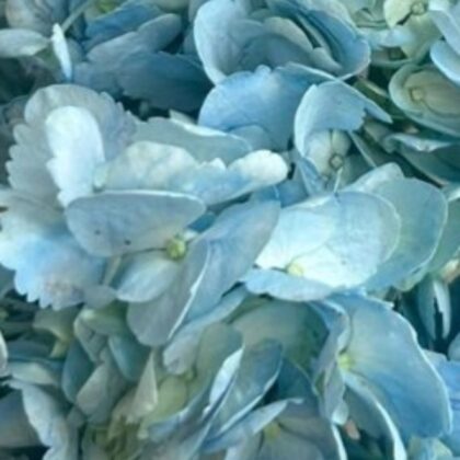 FCI 1307 NATURAL BLUE