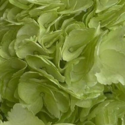 FCI  1305 NATURAL LIGHT GREEN