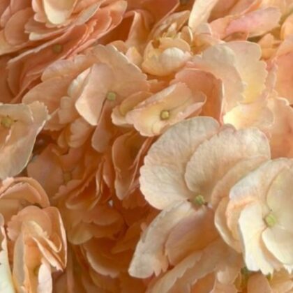 FCI 1303 NATURAL PEACH