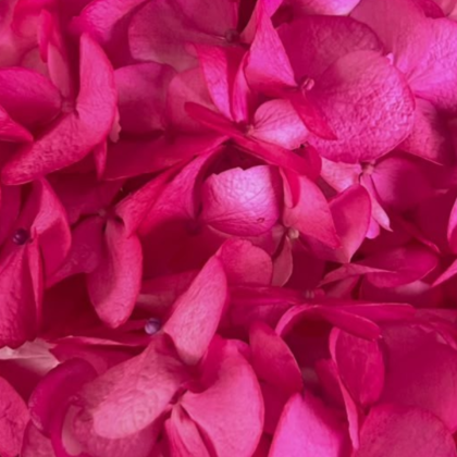 FC 809 HOT PINK BRILLANTE