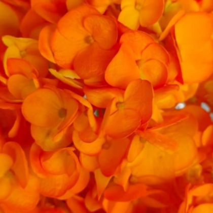 FC 705 NARANJA HALLOWEEN