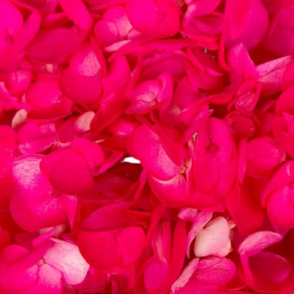 FC 702 HOT PINK
